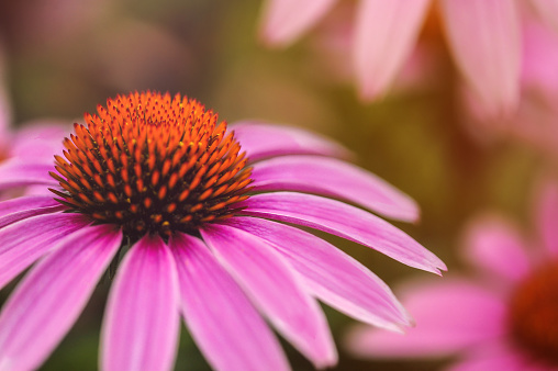 Echinacea purple flower in the garden