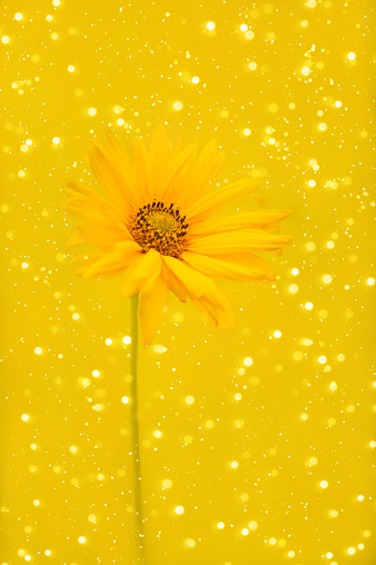 Majestic yellow daisy flower covered with majestic lights