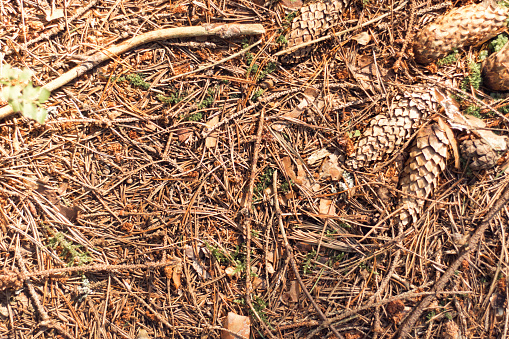 Fallen spruce cones and needles on ground. Flat lay, closeup view. Dry tree branches and knots, dead organic. Autumn coniferous forest, spruce tree, fir wood, sunny day. Nature background.