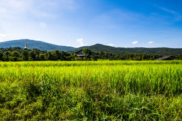 Rice field in Chiangmai province, Thailand.