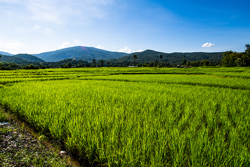 Rice field in Chiangmai province, Thailand.