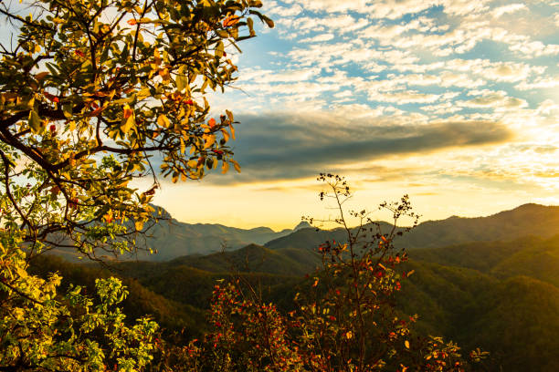 Sunrise through lush forest and misty clouds in springtime