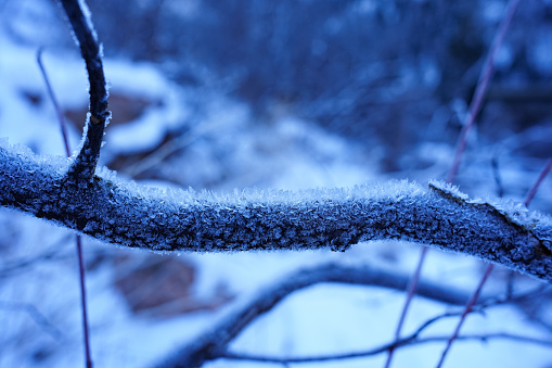 Ice Crystals Covering Branch - Closeup details in winter. Nature scenic.