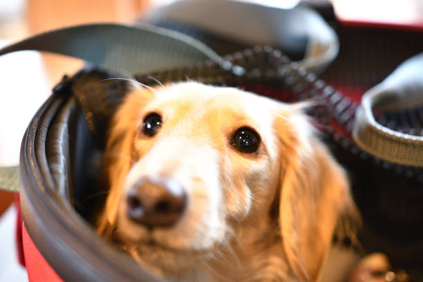 istock A dog showing its face from a pet cart. 1453001883