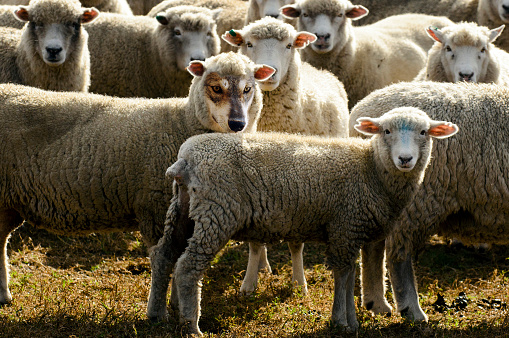 Wolf in sheep's clothing hiding among a flock of sheep.Concept photo of  those playing a role contrary to their real character with whom contact is dangerous, particularly false teachers.