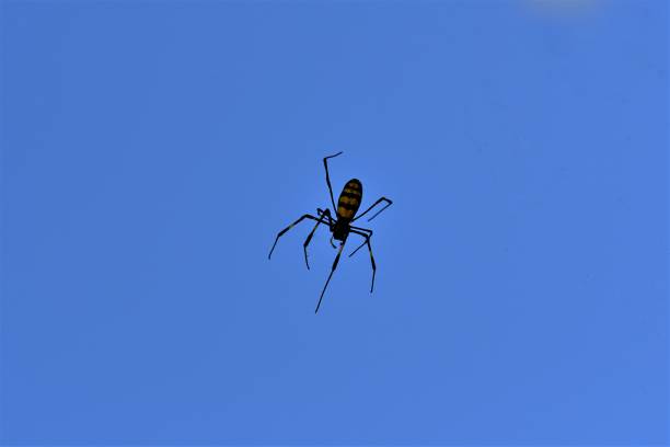 istock Spider webs and spiders in the blue sky. 1453004544