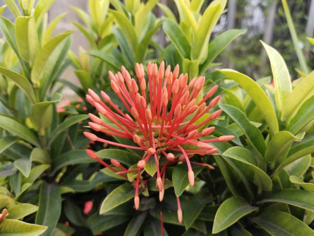 istock Close-up of red flower still in bud 1453005235