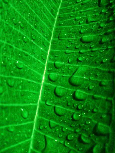 istock Texture of leaves wet with dew 1453005583