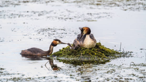 istock A pair of water birds, Great Crested Grebe, feeding chick at nest. 1453005594