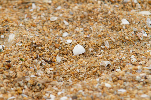 Sand with shells on a beach in Rio de Janeiro.