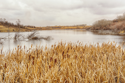 Marsh landscape with reeds in the foreground on an overcast day.