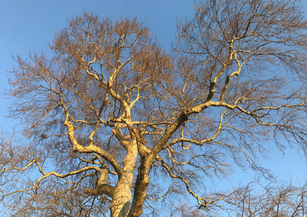 istock Winter season tree and branches at sunset 1453007646