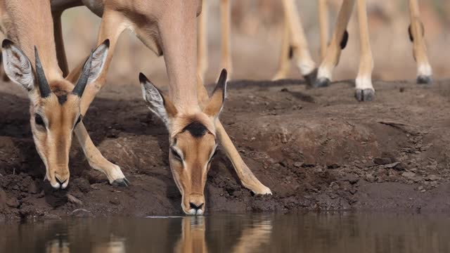 Low-angle close-up clip of two impala drinking in Mashatu Game Reserve, Botswana.