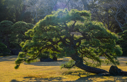Pine trees under sun light at zen garden in Mie Prefecture, Japan.