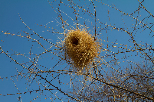 Bird Nest in Zambia Village Africa