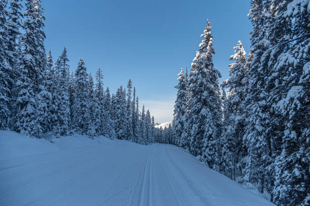 istock Winter forest in Banff Park 1453019051