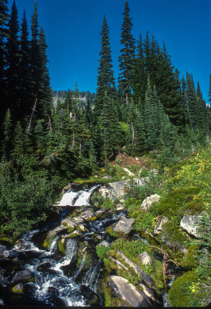 istock Mount Rainier National Park - Cascading Mountain Stream - 1983 1453020277