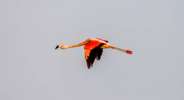 istock Flamingo in the air 1453022279