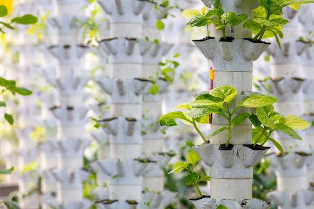 metoda produkcji oparta na akwaponice gospodarstwo. - growth lettuce hydroponics nature zdjęcia i obrazy z banku zdjęć