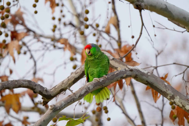 Red-crowned Amazon Perching on the Sycamore Tree and Calling stock photo