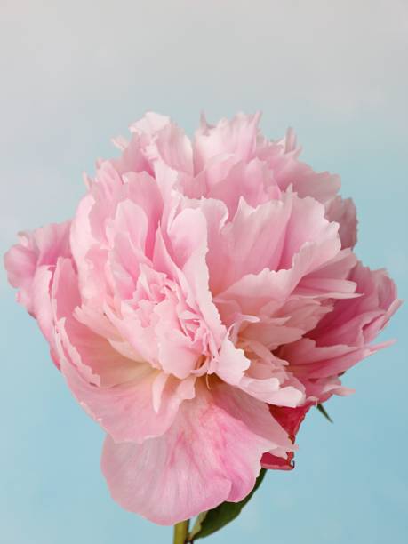 istock Closeup shot of a light pink peony 1453030280