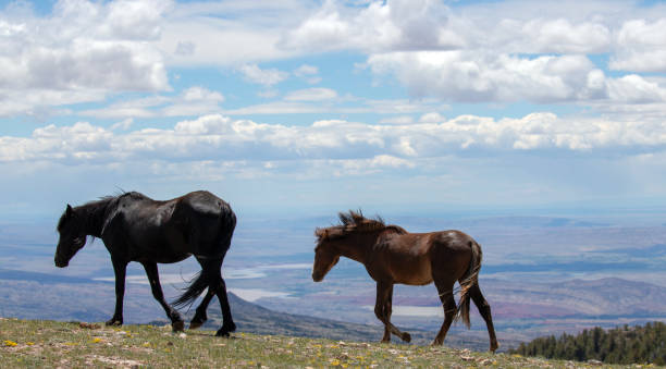 Black mare leading chestnut bay colt wild horses on ridge above the Bighorn Canyon in the central Rocky Mountains of the western United States stock photo