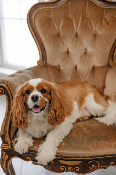 istock Cute cavalier king charles spaniel lying on a chair 1453037786