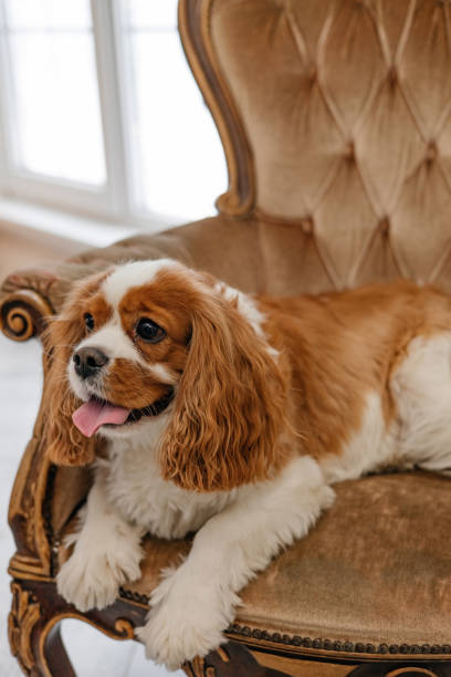 istock Cute cavalier king charles spaniel lying on a chair 1453037789