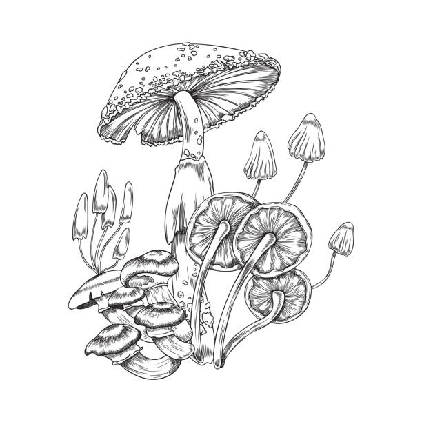 istock Magic fairy tail poisonous mushrooms hand drawn vector illustration isolated. 1453037849