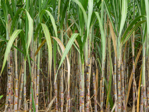 タイの日の出のサトウキビ畑 - sugar cane ストックフォトと画像