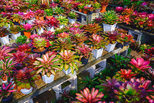 Many different types colorful bromeliad plants for selling on shelves display in ornamental plant shop