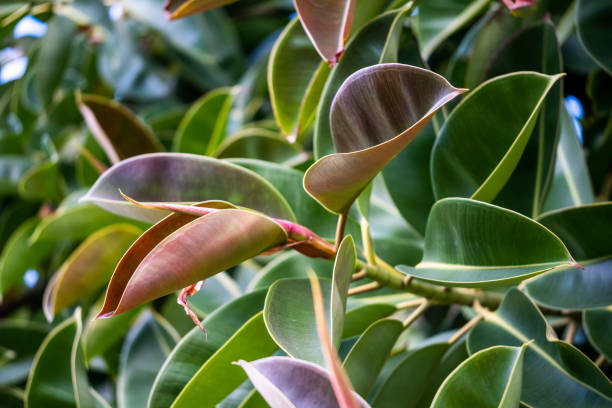 Beautiful Ficus elastica leaves, close-up stock photo