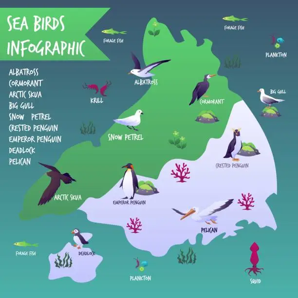 Vector illustration of Seabirds map infographic, flat vector illustration isolated on white background.