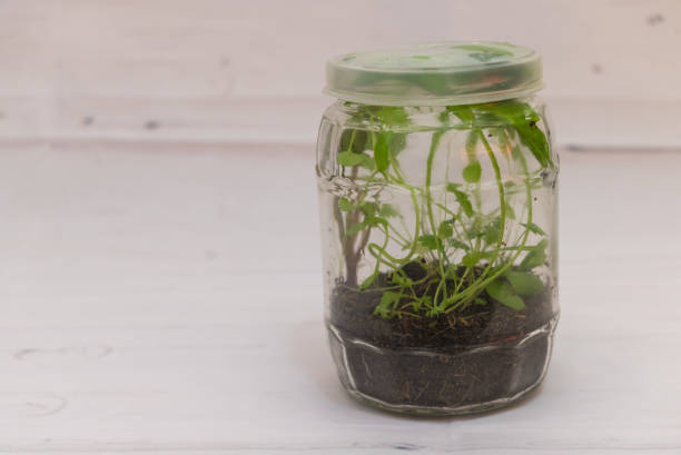 istock Wild and Free: A Jar Terrarium with Unplanned Plant Life close up 1453040669