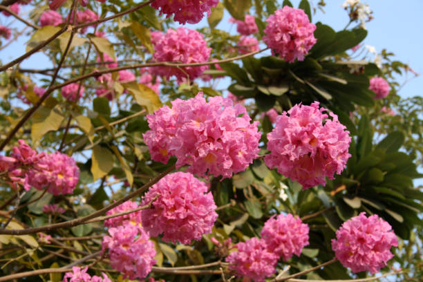 Pink Trumpet tree (Tabebuia rosea) in bloom : (pix Sanjiv Shukla) Pink trumpet tree (Tabebuia rosea), also called pink poui and rosy trumpet tree, is a neotropical tree. It is the national tree of El Salvador. The tree is short length, with irregular, stratified ramification and only few thick branches. Each leaf has five leaflets of variable size, the middle one being the largest. Flowers are large, in various tones of pink to purple, and appear while the tree has none, or very few, leaves. bignonia stock pictures, royalty-free photos & images