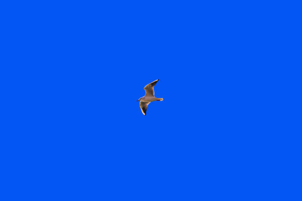 Seagulls fly across the blue sky on a sunny day. A white bird flying across a clear sky. A Mediterranean seagull in the sky on a sunny day. A seagull flies in a cloudless sky.