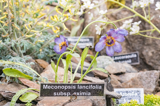 Meconopsis lancifolia subspecies eximia in London, England