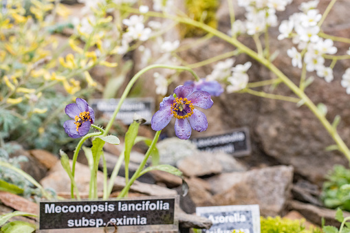 Meconopsis lancifolia subspecies eximia in London, England