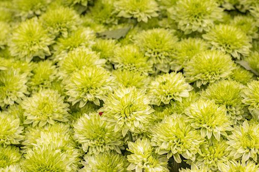 Chrysanthemum 'Green Lizard' in London, England