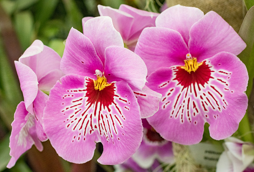 Miltoniopsis 'Pansy Orchid' in London, England