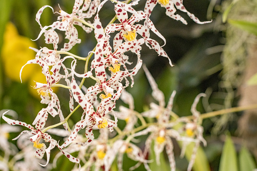 Originally from Colombia and Guyana, this epiphyte is endangered owing to habitat destruction and poaching.