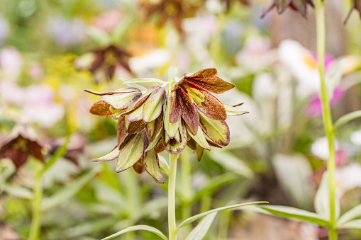 Chocolate Lily 'Kamchatka fritillary' in London, England