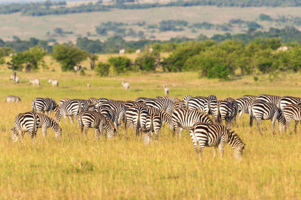 istock Herd of Zebra grazing on the savanna 1453043770