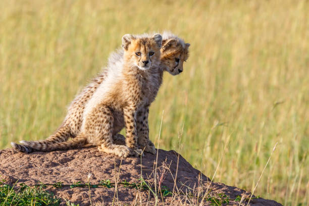 istock Cheetah cubs sit on a thermite mold and look at the camera 1453043777