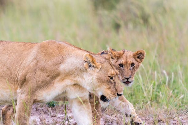 istock Lioness with a cub in the grass 1453043782