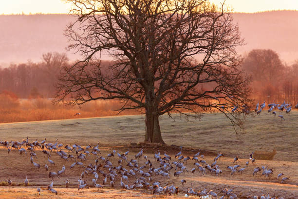 istock Cranes and a oak tree in morning light 1453044379