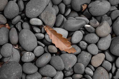 One dry leaf surrounded by a hundred of rocks, taking from top angle with clear background.