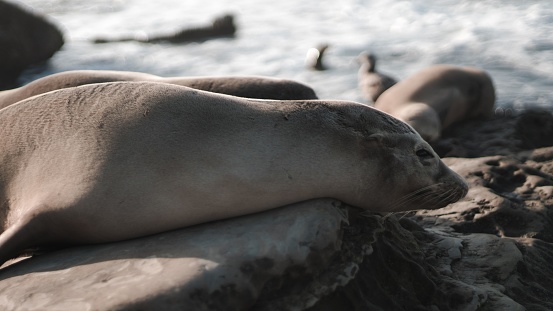 A closeup shot of sea lions resting on beach