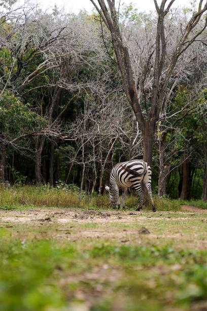 istock Beautiful view of a zebra grazing in the forest 1453046453