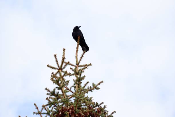Singing blackbird (Turdus merula) against a white sky. National bird of Sweden.